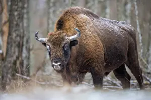 Wisent Prints: European bison (Bison bonasus) standing in forest in winter
