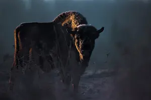 Wisent Prints: European bison (Bison bonasus) at sunrise