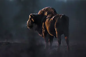 Wisent Prints: European bison (Bison bonasus) at sunrise