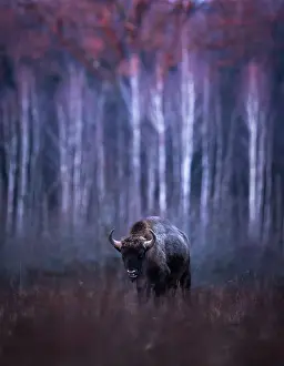 Wisent Prints: European bison (Bison bonasus) walking through grassland at edge of forest in early evening light
