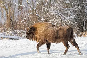 Wisent Prints: European bison (Bison bonasus) walking through snowy field
