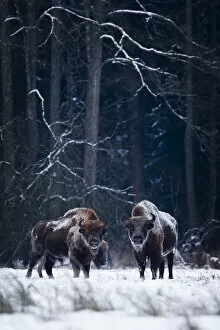 European Bison (Bison bonasus) in winter, BiaA┬éowieza National Park, Poland. January
