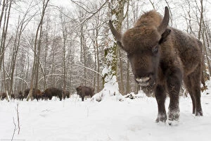 Images Dated 20th February 2009: European bison (Bison bonasus) by winter feeding area, Bialowieza forest, Poland