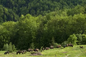 Images Dated 19th May 2014: European bison / Wisent (Bison bonasus) herd released into the Tarcu mountains nature reserve