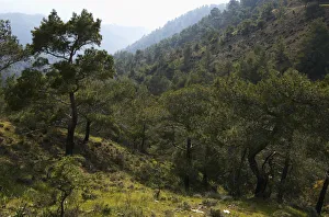 Peter Lilja Prints: European black pine forest (Pinus nigra) Trodoos mountains, Cyprus, May 2009