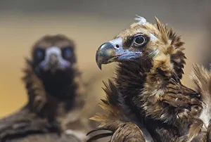 European Black vulture (Aegypius monachus) portrait of two birds, Campanarios de