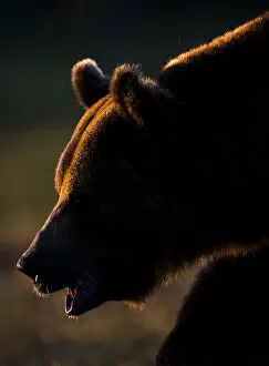 Images Dated 3rd July 2009: European brown bear (Ursos arctos) backlit by sun, Kuhmo, Finland, July 2009 WWE BOOK