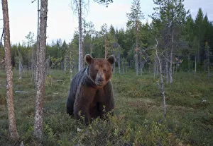 Images Dated 2nd July 2009: European brown bear (Ursos arctos) Kuhmo, Finland, July 2009
