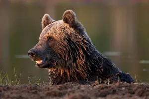 Bears Prints: European brown bear (Ursos arctos) resting after swimming in lake, Kuhmo, Finland