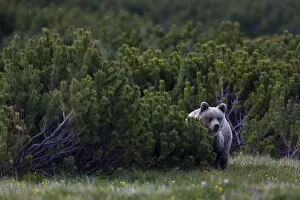 European brown bear (Ursus arctos) solitary female peering from behind Dwarf mountain pines