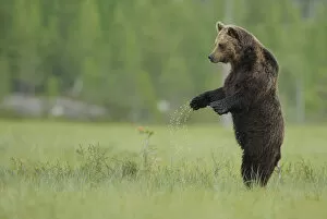 Images Dated 12th July 2009: European brown bear (Ursus arctos) standing on hind legs with water dipping from paws