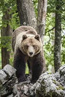 European brown bear (Ursus arctos), alpha male in Karst forest, Notranjska, Slovenia