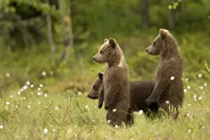 2020 March Highlights Gallery: European Brown Bear (Ursus arctos) Cubs standing amongst cotton grass, Finland, June