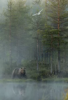 Images Dated 23rd October 2019: European Brown Bear (Ursus arctos) reflected in forest pond in evening mist, Finland