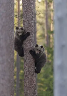Images Dated 22nd May 2009: European brown bear (Ursus arctos arctos) two cubs climbing tree, northern Finland, May
