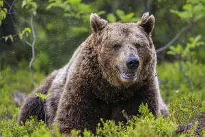 Animal Hair Gallery: European Brown Bear (Ursus arctos arctos), a large male taking a rest in a cloud of mosquitoes
