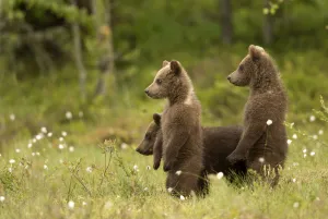 Three Prints: European Brown Bear (Ursus arctos) Cubs standing amongst cotton grass, Finland, June