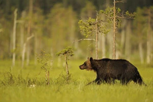 Images Dated 12th July 2009: European brown bear (Ursus arctos) Kuhmo, Finland, July 2009