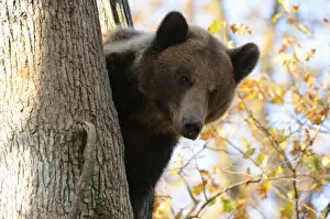 Images Dated 18th December 2009: European brown bear (Ursus arctos) looking down from tree, captive, Private Bear Park