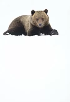 European brown bear (Ursus arctos) resting in the snow, Finland, April
