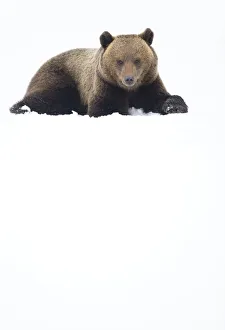 Images Dated 18th April 2016: European brown bear (Ursus arctos) resting in the snow, Finland, April