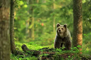 Slovenia Prints: European brown bear (Ursus arctos) standing in forest, Dinaric Alps, Slovenia. May