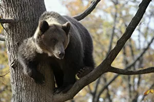 Images Dated 3rd September 2018: European brown bear (Ursus arctos) in tree, captive, Private Bear Park, near Brasov