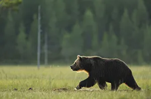Images Dated 13th July 2009: European brown bear (Ursus arctos) walking, Kuhmo, Finland, July 2009