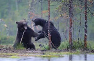 Images Dated 13th July 2009: Two European brown bears (Ursus arctos) fighting, Kuhmo, Finland, July 2009