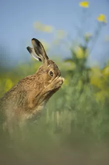 European brown hare (Lepus europaeus) adult grooming beside field of rapeseed, Hope