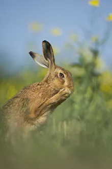 European brown hare (Lepus europaeus) adult grooming beside field of rapeseed, Hope
