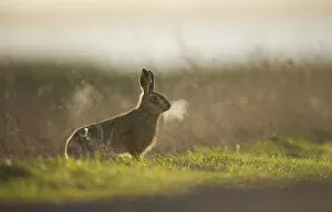 Wetlands Collection: European brown hare (Lepus europaeus) adult male, his breath backlit, takes a break