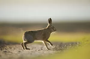 Steam Collection: European brown hare (Lepus europaeus) adult male, running, pursuing a female, Elmley Marshes