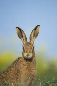 European brown hare (Lepus europaeus) adult portrait near field of rapeseed, Hope Farm RSPB reserve