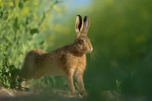 European brown hare (Lepus europaeus) adult stretching on fringes of a field of rapeseed. Hope Farm RSPB reserve, Cambridgeshire, UK, May, sequence 3/4
