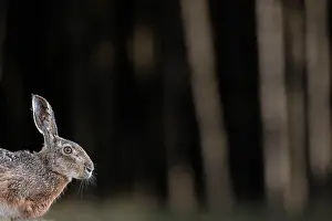 Leporidae Prints: European brown hare (Lepus europaeus) on the edge of woodland