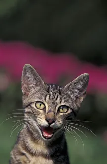 European brown tabby kitten, vocalising, Italy