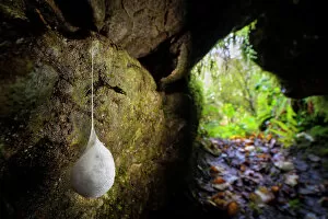 European cave spider (Meta menardi) pendulous egg sac containing its brood of young, hanging in cave