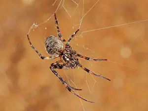 Umbria Prints: European cave spider (Meta menardi) female