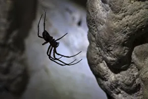 Limestone Prints: European Cave Spider (Meta menardi) in limestone cave