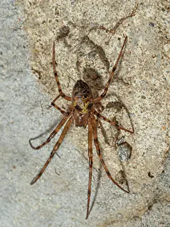 Lazio Prints: European cave spider (Meta menardi) resting on stone wall
