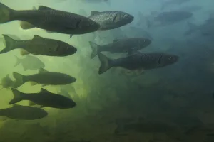 European chub (Squalius / Leuciscus cephalus) and Bream (Abramis brama) shoal in