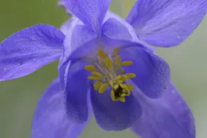 Images Dated 4th June 2009: European columbine (Aquilegia vulgaris) flower, Pal, Andorra, June 2009