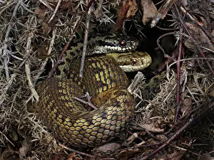 February 2023 Highlights Gallery: European Common adder (Vipera berus) pair courting and retreating under gorse (Ulex sp)