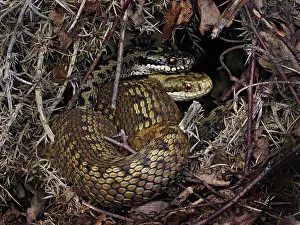 Genisteae Prints: European Common adder (Vipera berus) pair courting and retreating under gorse (Ulex sp)