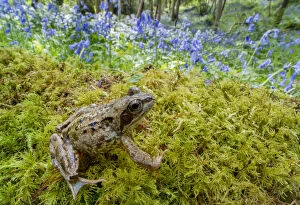 Robert Thompson Collection: European common frog (Rana temporaria) with Bluebells (Hyacinthoides non-scripta) Clare Glen