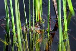 Rana Muta Prints: European common frog (Rana temporaria)