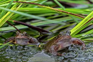 Rana Muta Prints: European common frogs (Rana temporaria) pair with frogspawn in pond during the spawning season