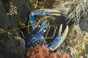 Alex Hyde Gallery: European / Common Lobster (Homarus gammarus) in rocky retreat. Controlled conditions, Cornwall, UK