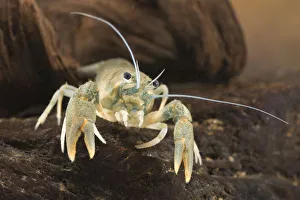 2019 January Highlights Prints: European crayfish (Astacus astacus), underwater, August, Europe, controlled conditions